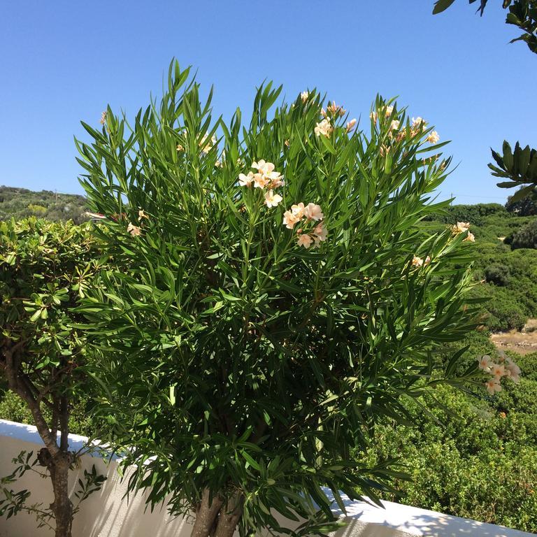 Sea Breeze Hotel Apartments&Residences Chios Monolia Buitenkant foto